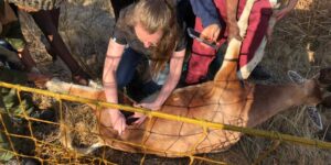 Izzie Krupa '22 works on a goat during her South African veterinarian internship