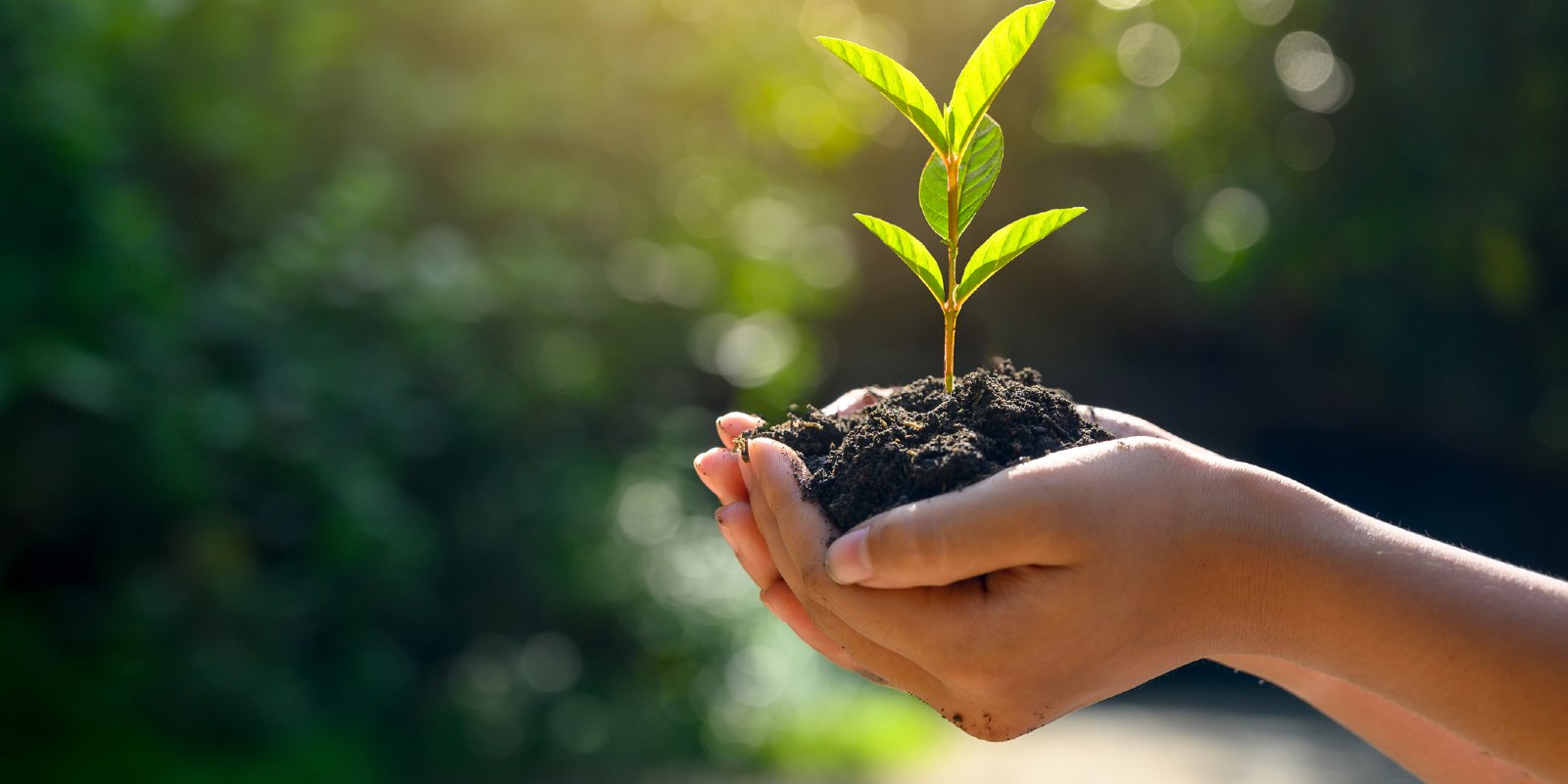 In the hands of trees growing seedlings. Bokeh green Background Female hand holding tree on nature field grass Forest conservation concept