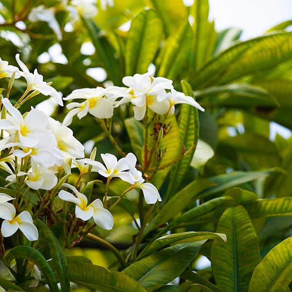 plumeria